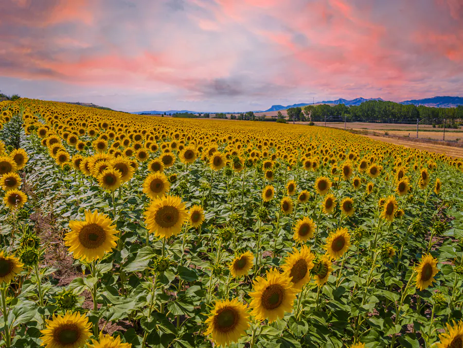 Campo de girasoles al atardecer
